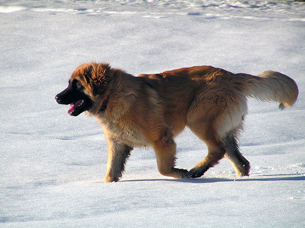 del chiot leonberg