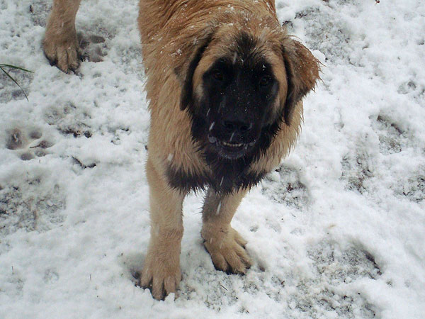 Diamond chiot leonberg