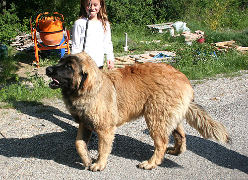 Cayenne chiot leonberg