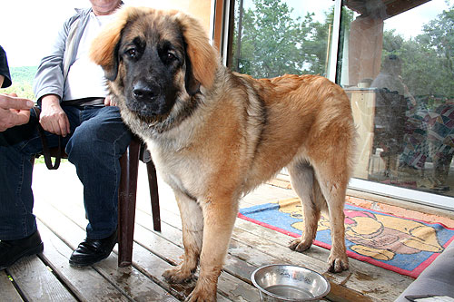 Chica chiot leonberg