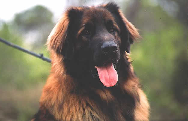 Shaman, Champion Léonberg pour saillie.