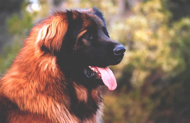 Shaman, Champion Léonberg pour saillie.