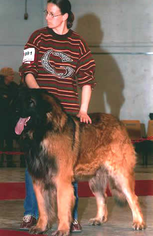 Shaman, Champion Léonberg pour saillie.