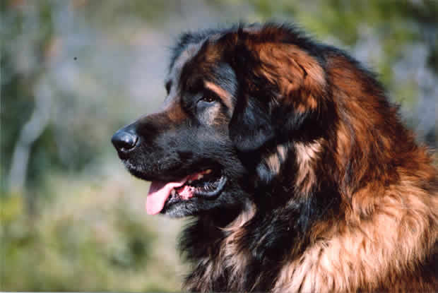 Shaman, Champion Léonberg pour saillie.