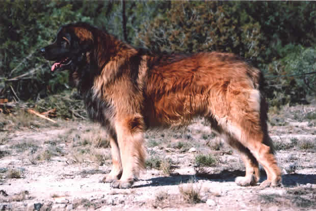 Shaman, Champion Léonberg pour saillie.