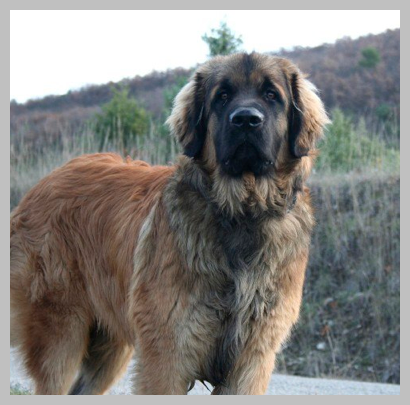 Leonberg Leonberg