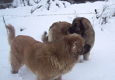 Leonberg Leonberg