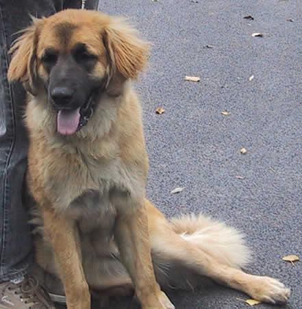 Leonberg Leonberg