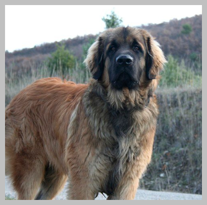 Leonberg